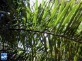 Arenga australasica blad (2).jpg