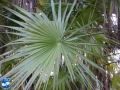 Acoelorrhaphe wrightii (Everglades palm) blad.jpg