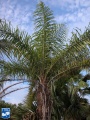 Acrocomia aculeata (Coyolpalm) kroon (2).jpg