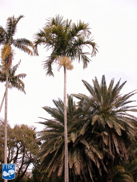 Bestand:Carpentaria acuminata palmboom (3).jpg