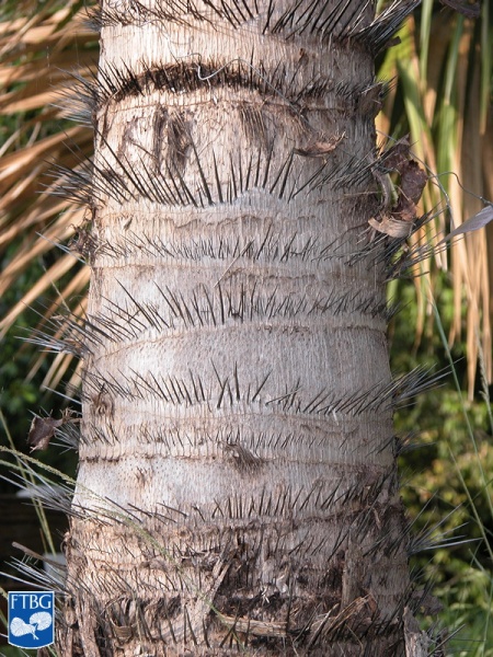 Bestand:Acrocomia aculeata (Coyolpalm) stekelige stam.jpg