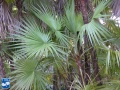 Acoelorrhaphe wrightii (Everglades palm) bladeren.jpg