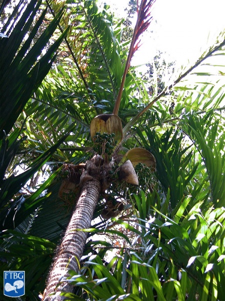 Bestand:Bactris gasipaes (Perzikpalm)palmboom.jpg