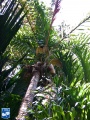 Bactris gasipaes (Perzikpalm)palmboom.jpg