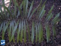 Calamus concinnus blad (2).jpg