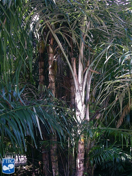 Bestand:Arenga australasica palmboom.jpg
