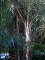 Arenga australasica palmboom.jpg