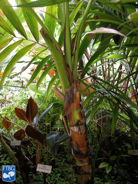 Bestand:Alsmithia longipes palmboom.jpg