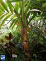 Alsmithia longipes palmboom.jpg