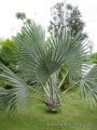 Blue Latan Palm.jpg