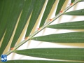Calamus longipinna stekelige bladsteel.jpg