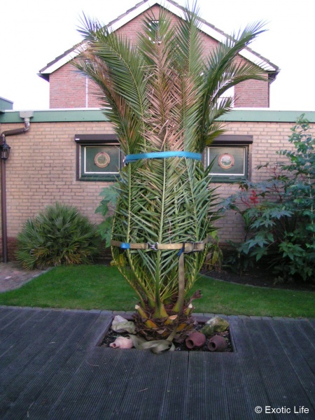 Bestand:Phoenix canariensis winterbescherming (2).jpg