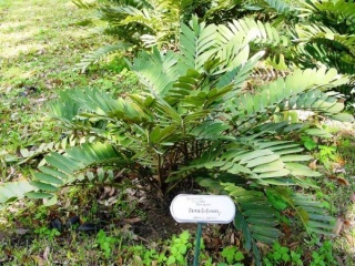 600px-Zamia furfuracea.jpg