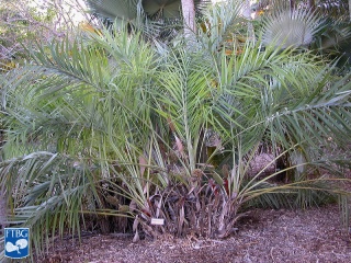Allagoptera leucocalyx palmboom.jpg