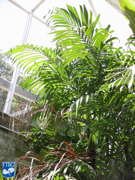 Bestand:Bactris mexicana palm.jpg