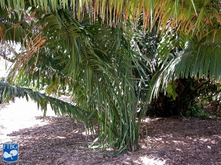 Attalea amygdalina palmboom (2).jpg