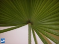Acoelorrhaphe wrightii (Everglades palm) blad (3).jpg
