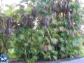 Acoelorrhaphe wrightii (Everglades palm) bosje palmbomen.jpg
