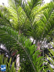 Bactris gasipaes (Perzikpalm)palmbomen.jpg