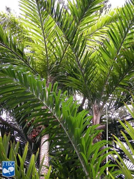 Bestand:Bactris gasipaes (Perzikpalm)palmbomen.jpg