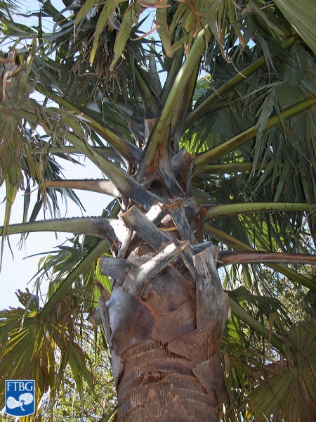Bestand:Borassus flabellifer aanzet bladstelen.jpg