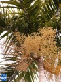 Carpentaria acuminata bloei.jpg