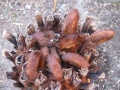 Dicksonia antarctica uitrollen nieuwe bladeren 4.jpg