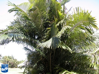 Arenga microcarpa palmboom.jpg