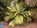Astrocaryum mexicanum palmboom (2).jpg