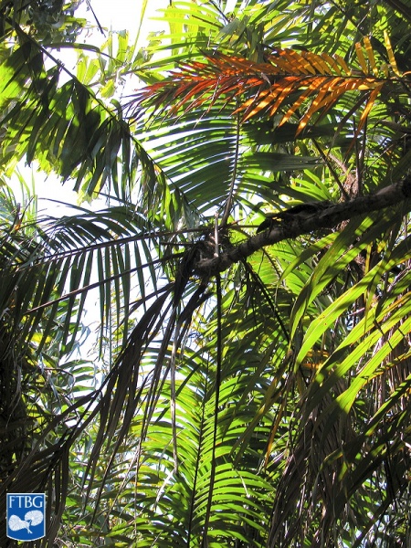Bestand:Bactris coloniata palm.jpg
