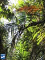 Bactris coloniata palm.jpg