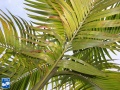 Actinorhytis calapparia (Calappa palm) groeipunt.jpg