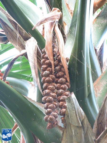 Bestand:Borassodendron machadonis bloei (2).jpg
