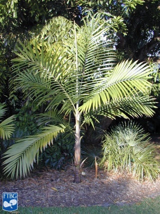 Burretiokentia hapala palmboom (2).jpg