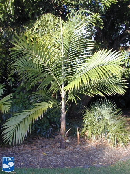 Bestand:Burretiokentia hapala palmboom (2).jpg