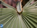 Acoelorrhaphe wrightii (Everglades palm) aanzet blad (2).jpg