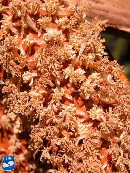 Bestand:Borassodendron machadonis bloei close up (3).jpg