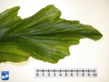 Arenga undulatifolia blad segment top.jpg