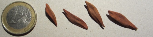 Beaumontia grandiflora.jpg