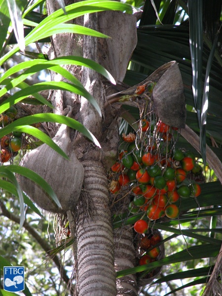 Bestand:Bactris gasipaes (Perzikpalm)fruit.jpg