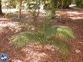 Calyptrogyne occidentalis jonge palmboom.jpg
