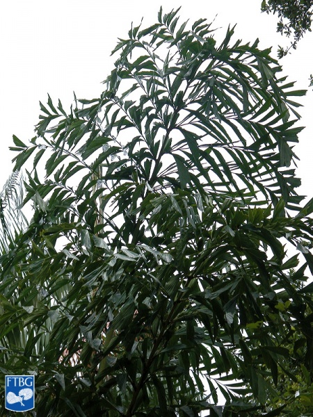 Bestand:Caryota maxima blad.jpg