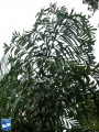 Caryota maxima blad.jpg