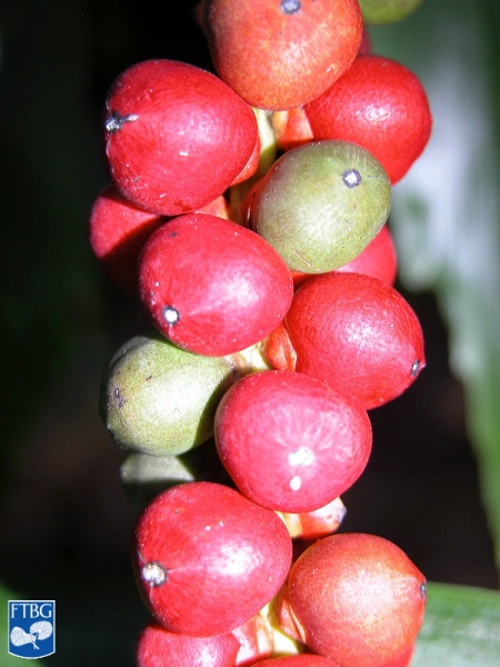 Bestand:Arenga caudata vruchten.jpg