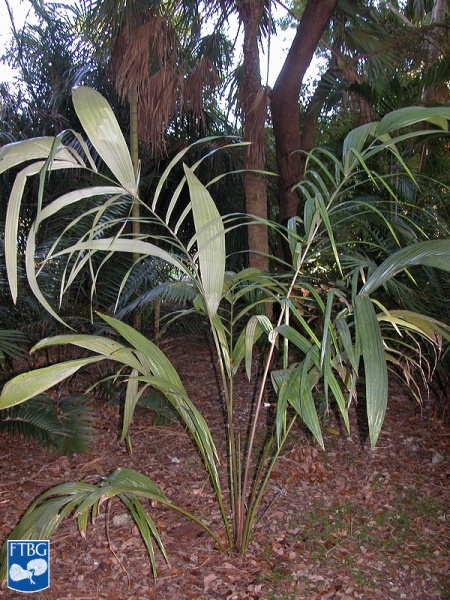 Bestand:Astrocaryum standleyanum (Zwarte Palm).jpg
