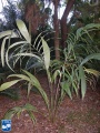 Astrocaryum standleyanum (Zwarte Palm).jpg