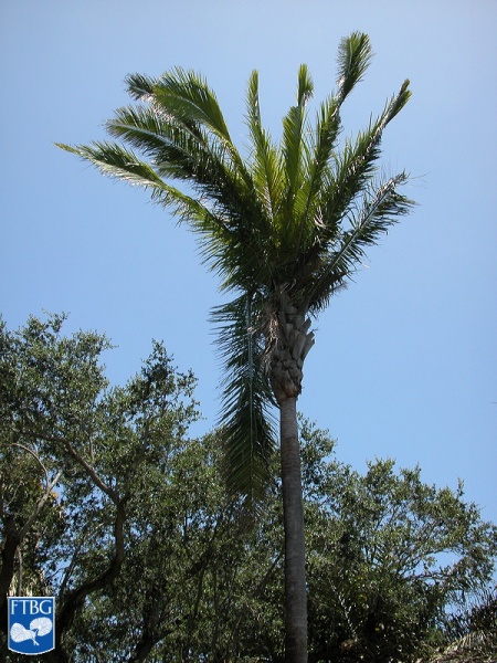 Bestand:Attalea speciosa palmboom.jpg