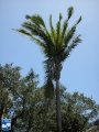 Attalea speciosa palmboom.jpg