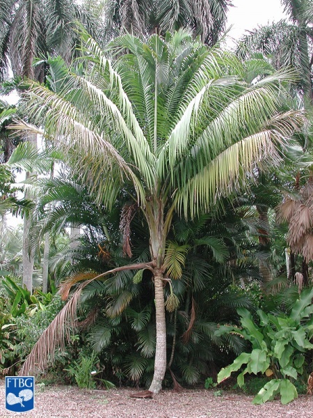 Bestand:Calyptrogyne rivalis palmboom.jpg