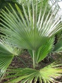 Trachycarpus princeps achterzijde blad.jpg